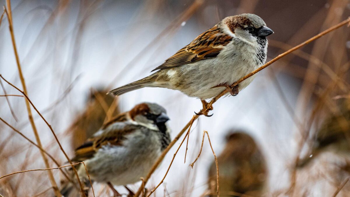 El mundo se está quedando sin pájaros, América ha perdido uno de cada cuatro en los últimos 50 años