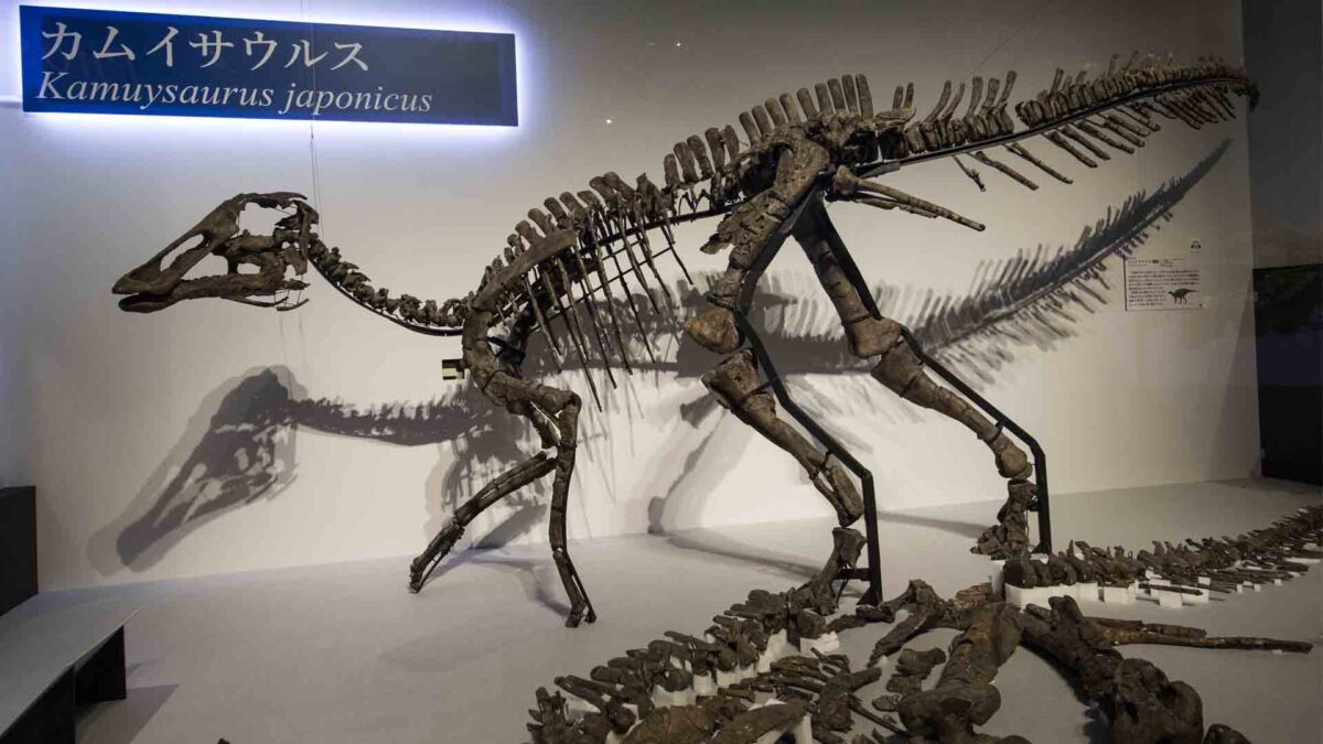 Hallada en Japón una nueva especie de dinosaurio: ‘Kamuysaurus japonicus’