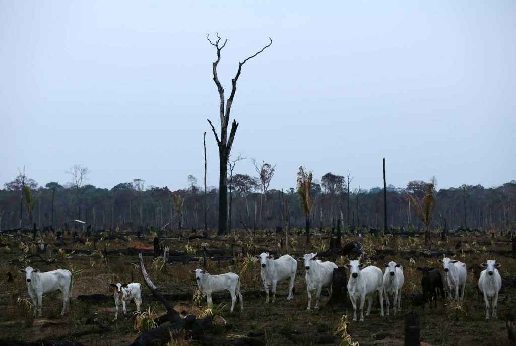 La Amazonía brasileña: una tragedia forjada entre llamas y grilletes 4