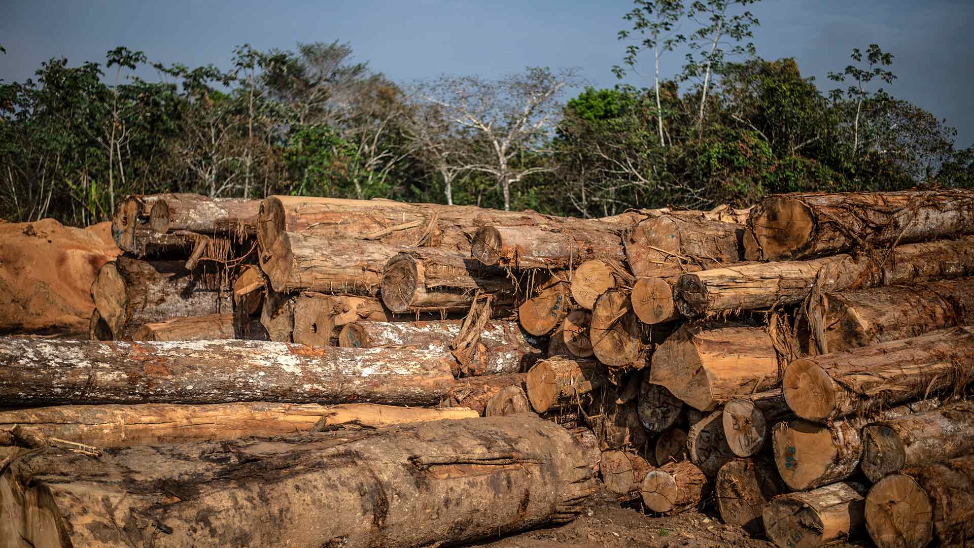 La deforestación del Amazonas es impulsada por redes criminales, según un informe