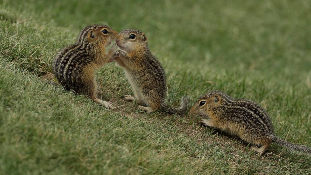 Las ardillas ‘escuchan’ lo que dicen los pájaros para saber si hay peligro