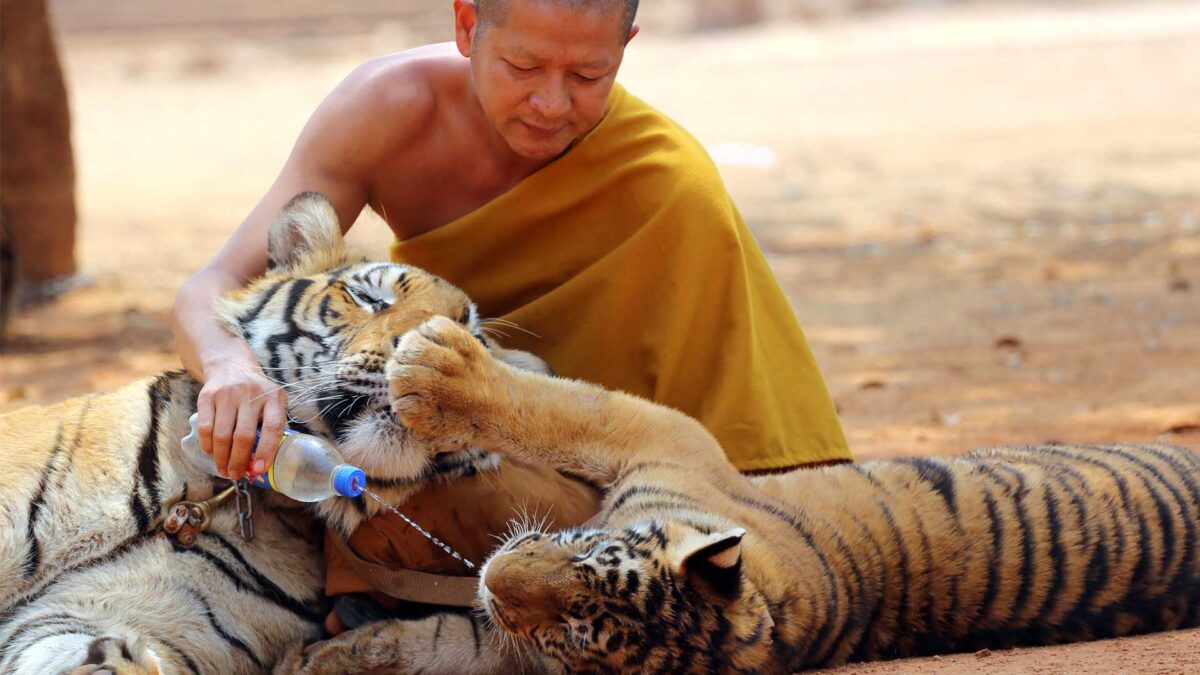 Mueren 86 de 147 tigres que fueron rescatados de un templo tailandés