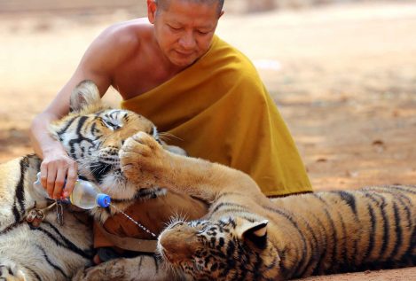 Mueren 86 de 147 tigres que fueron rescatados de un templo tailandés