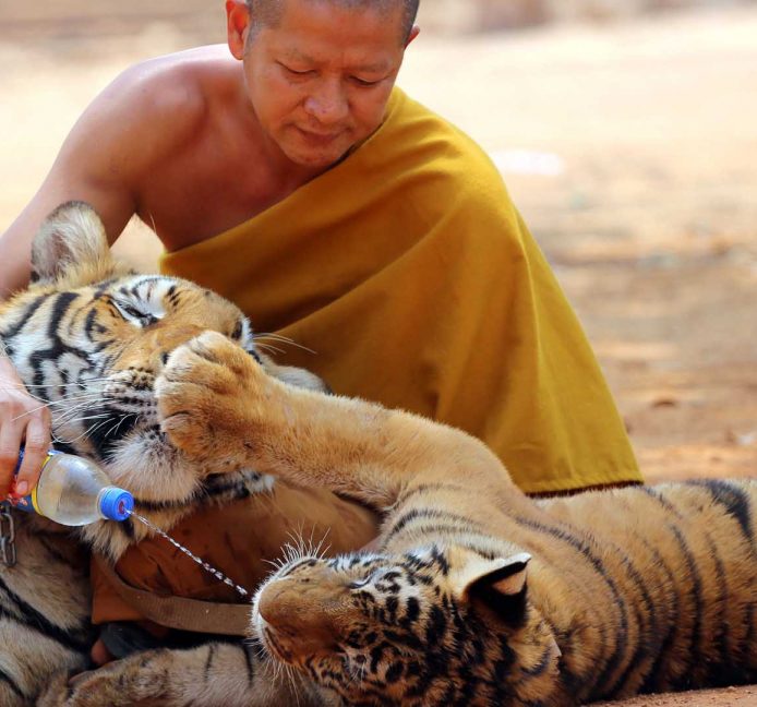 Mueren 86 de 147 tigres que fueron rescatados de un templo tailandés