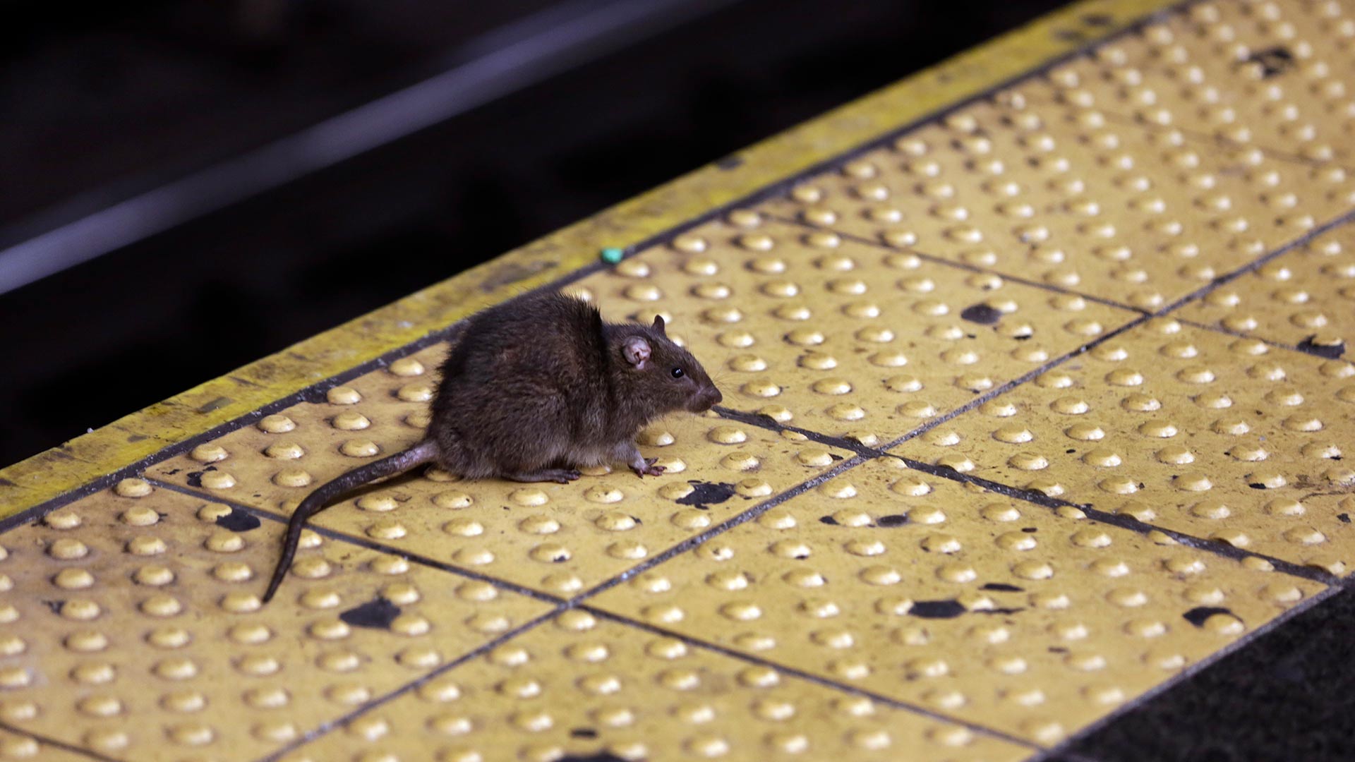 El nuevo plan para acabar con las ratas en Nueva York: ahogarlas en alcohol