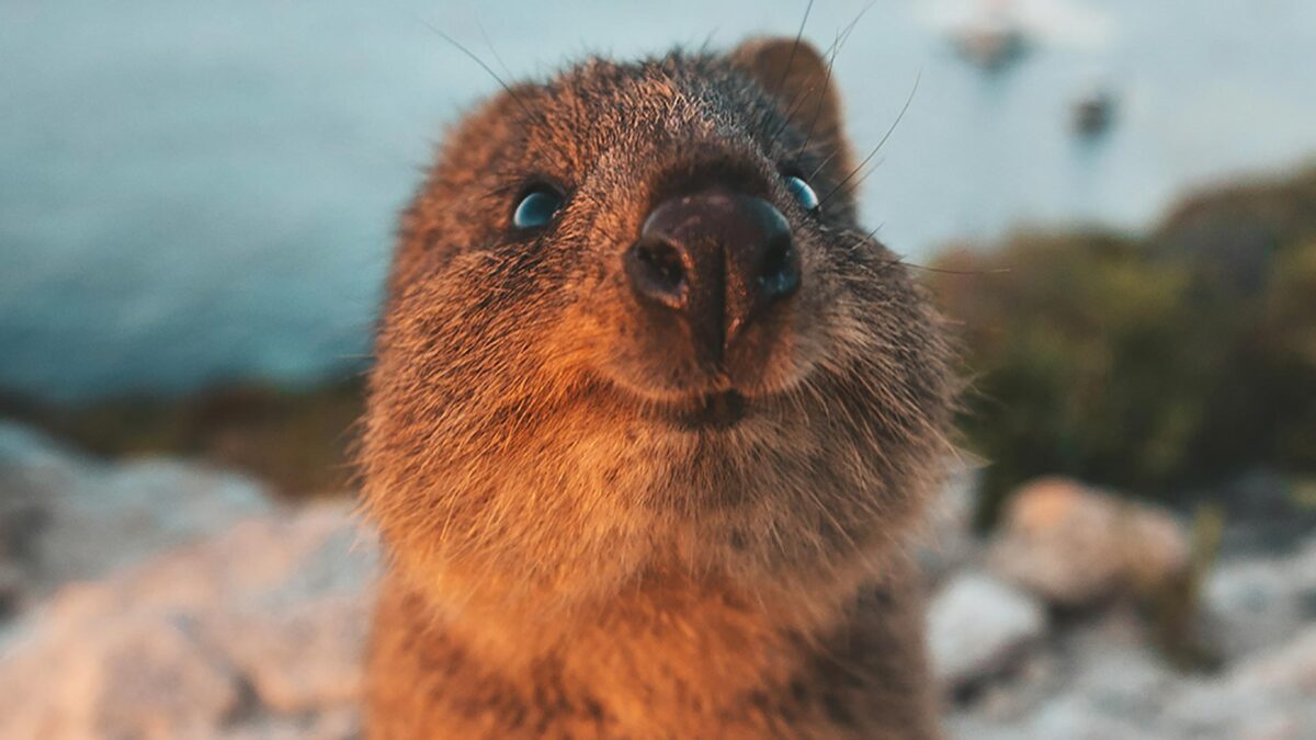 Un pingüino con gases y una marmota rockera: ya están aquí las fotos más cómicas del mundo salvaje