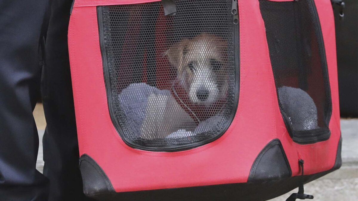 Un cachorro abandonado, nuevo inquilino de Downing Street