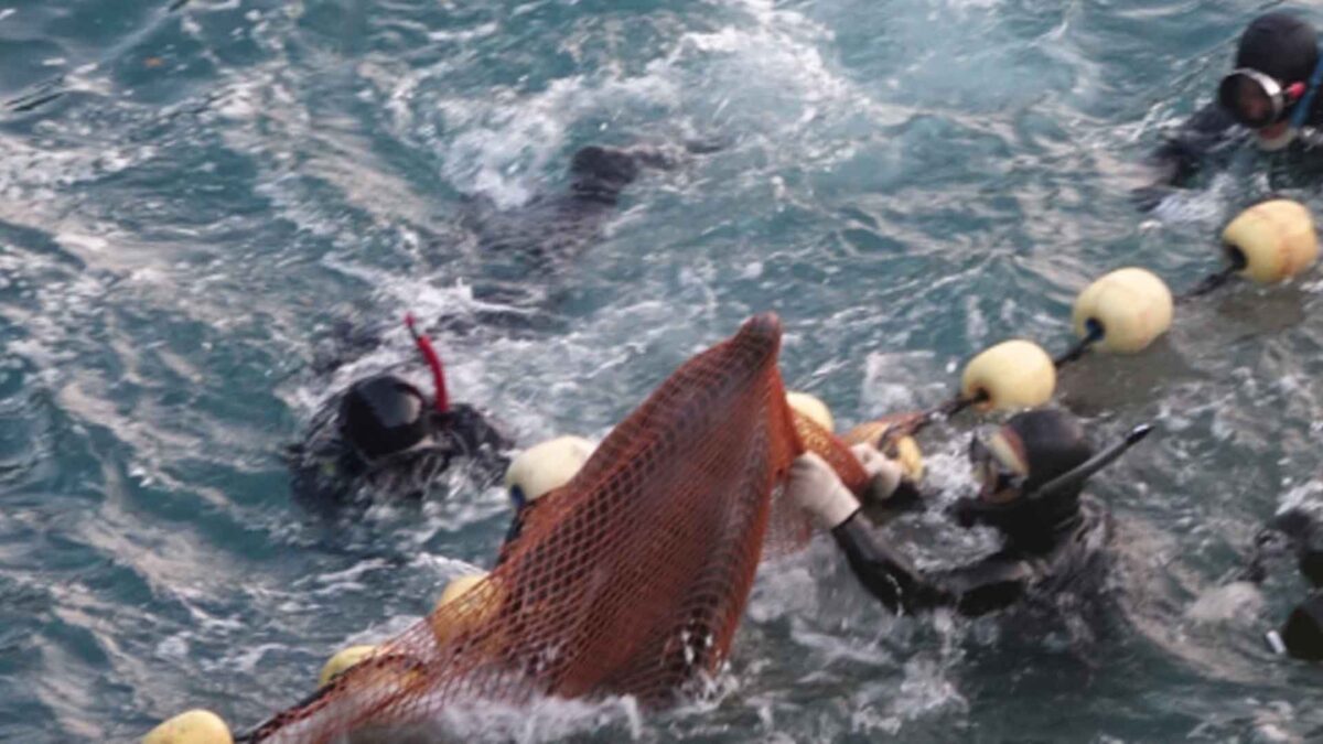 Un grupo de delfines se frota como consolación antes de ser sacrificado