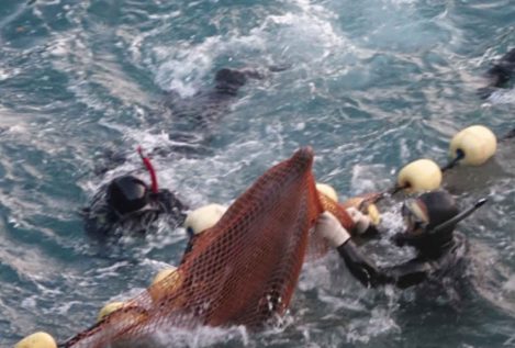 Un grupo de delfines se frota como consolación antes de ser sacrificado