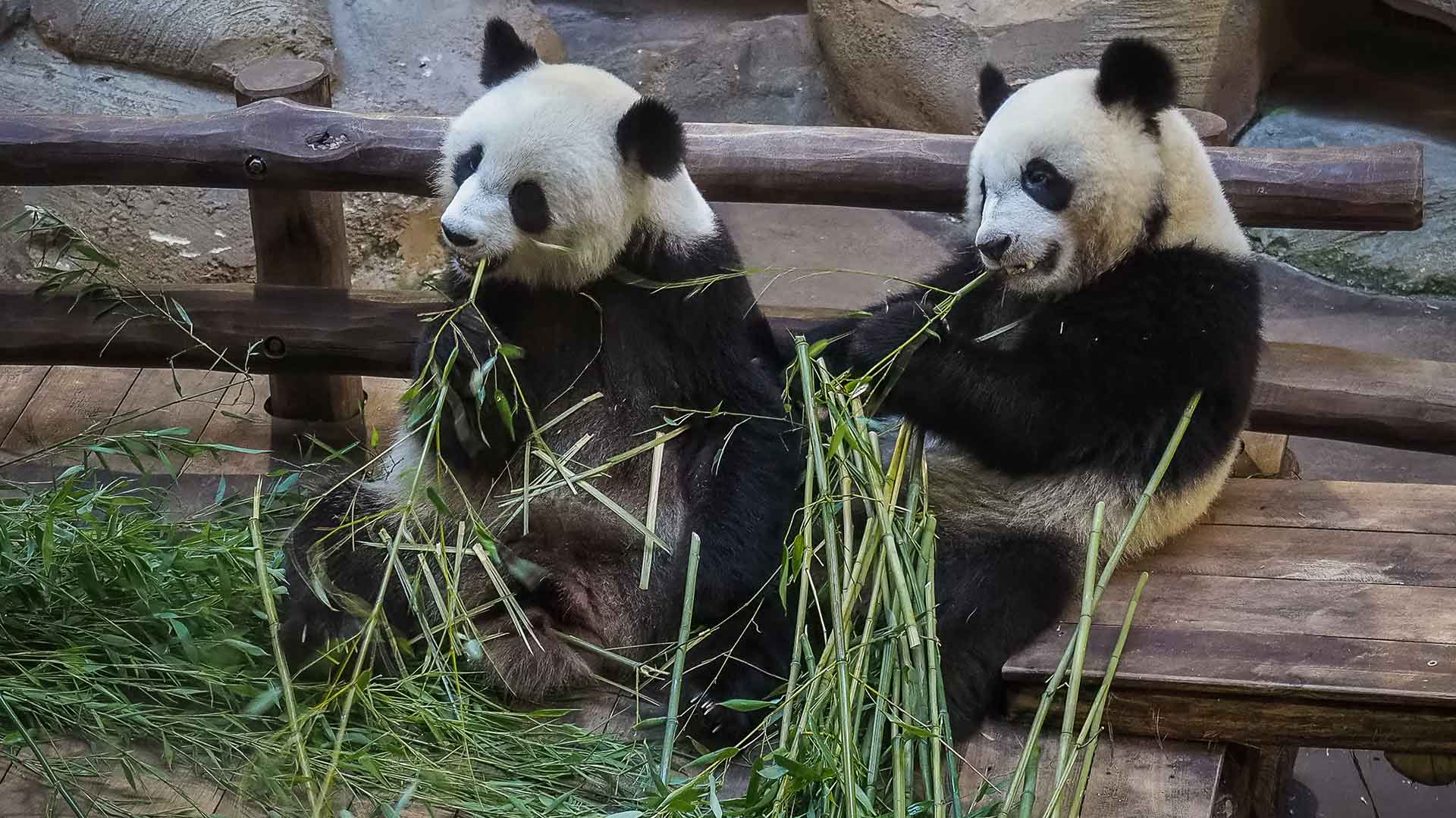 Una osa panda da a luz a gemelos en el zoo de Berlín