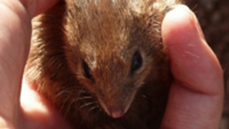 Unos pequeños marsupiales mueren en masa por su «intenso apareamiento»