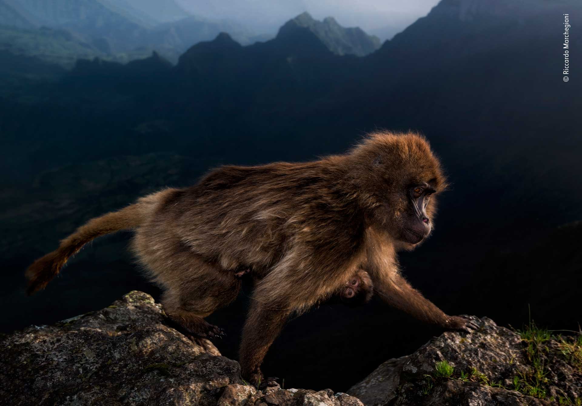 Wildlife Photographer of the Year 2019, las imágenes de naturaleza más espectaculares del año 4