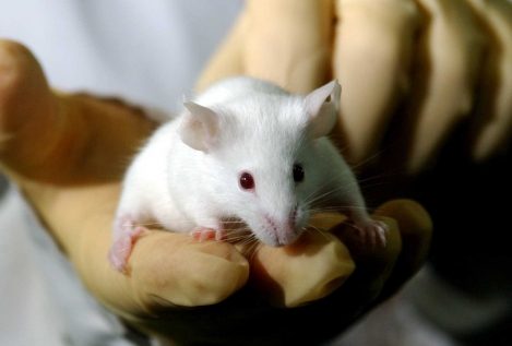 Un anticoagulante oral contra el ictus retrasa la aparición del alzhéimer en ratones