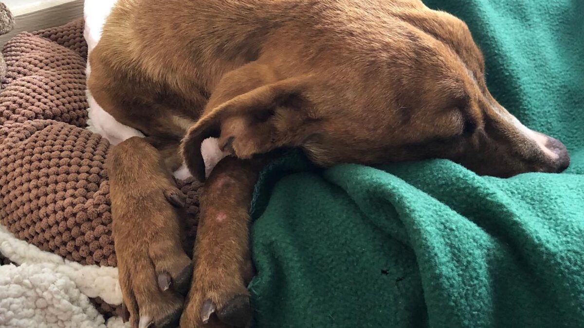 Hallado vivo un perro tras pasar un mes bajo los escombros causados por el huracán Dorian