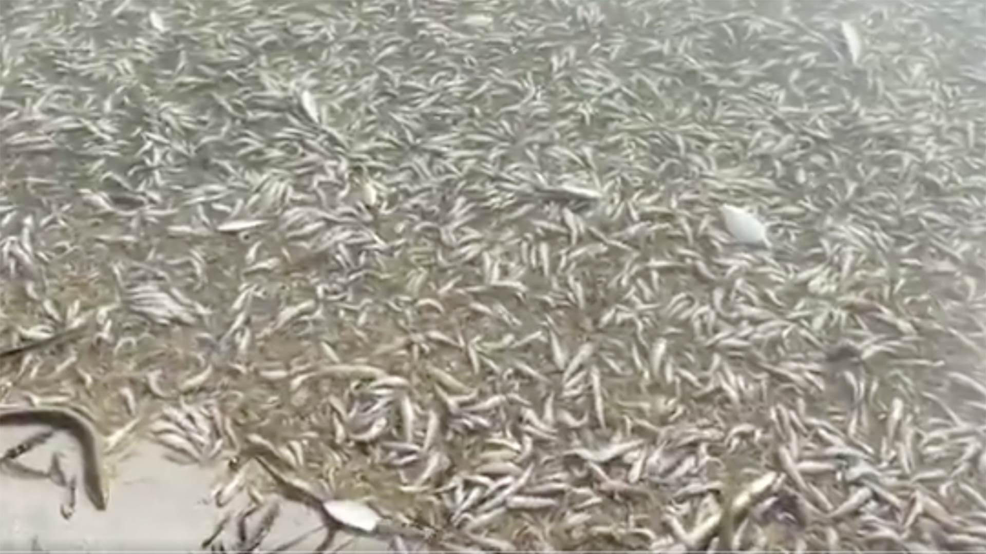 Aparecen miles de peces muertos en las playas del Mar Menor