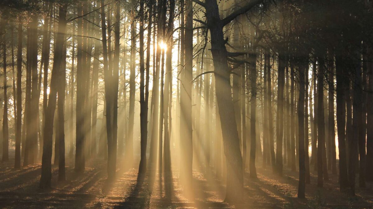 Cómo vigilamos todos los bosques del mundo… desde Lleida