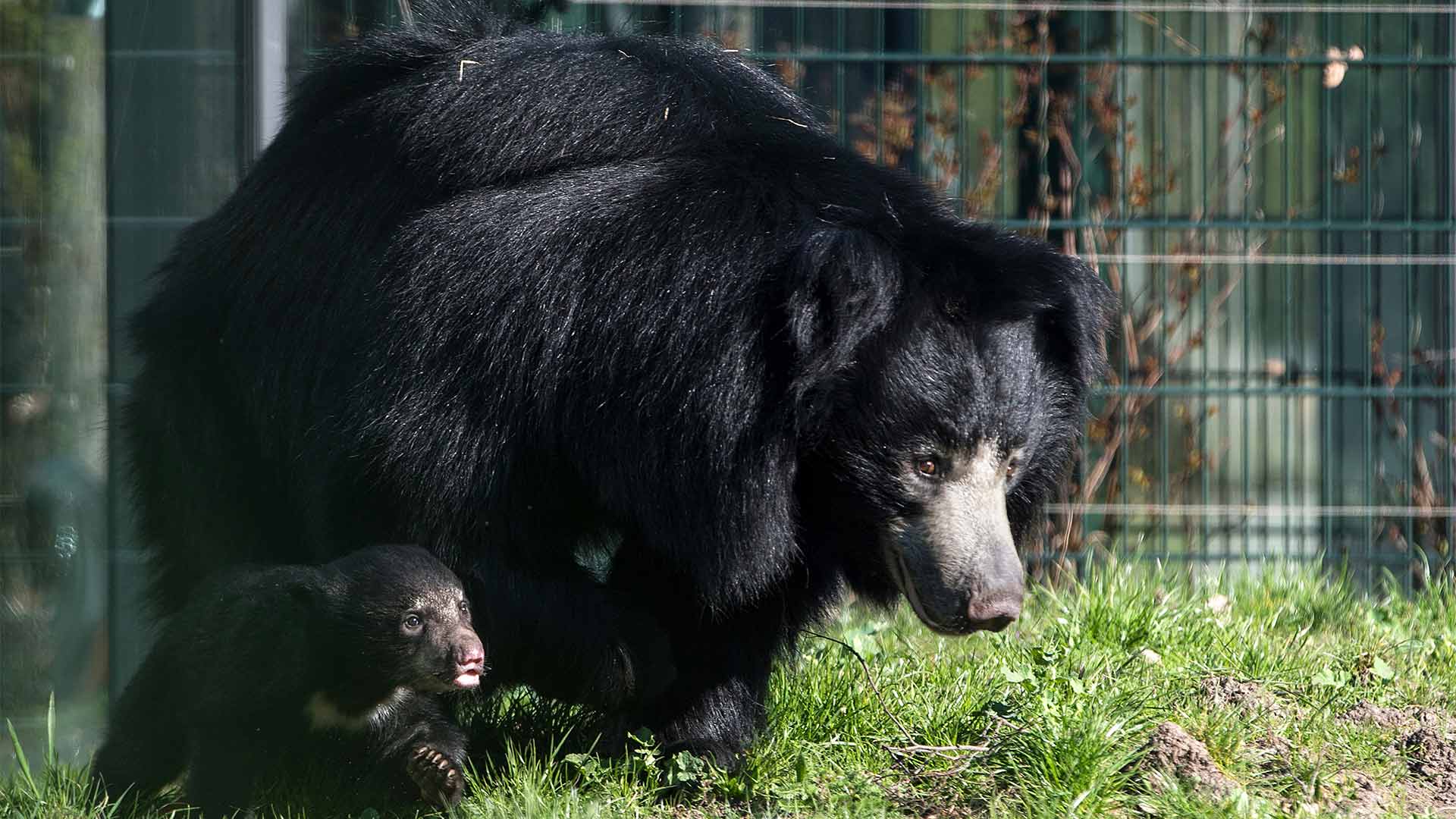 Detenido un cazador furtivo que comía penes de osos
