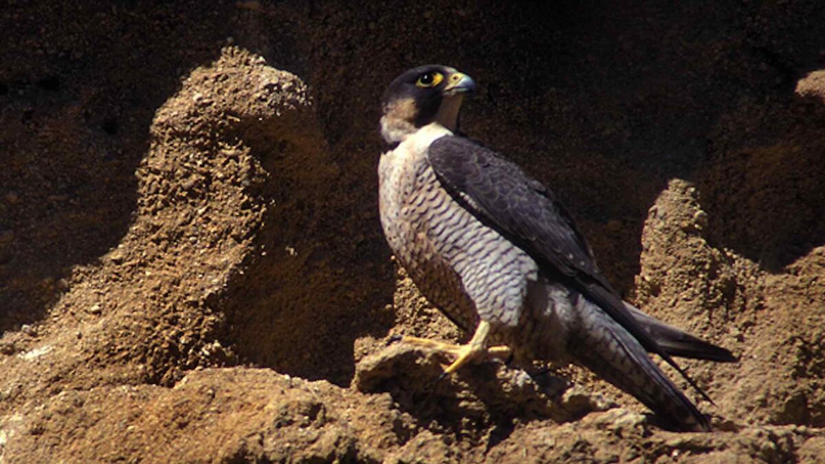 España, el paraíso de los halcones más deseados del Golfo Pérsico