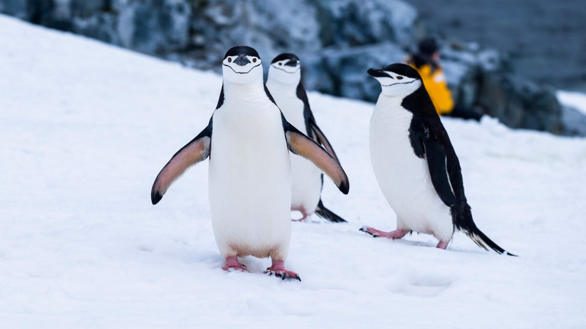 Hallan por primera vez restos de microplásticos en pingüinos de la Antártida