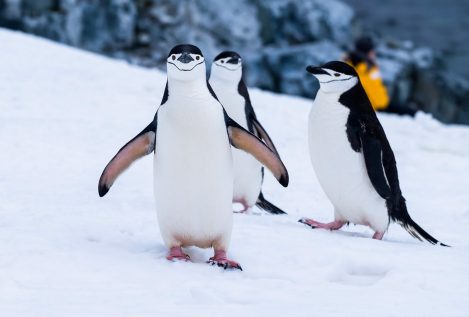Hallan por primera vez restos de microplásticos en pingüinos de la Antártida