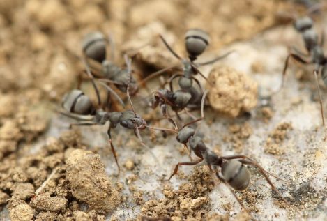 Así son las hormigas más rápidas del mundo cuya velocidad de zancada es 10 veces mayor que la de Usain Bolt