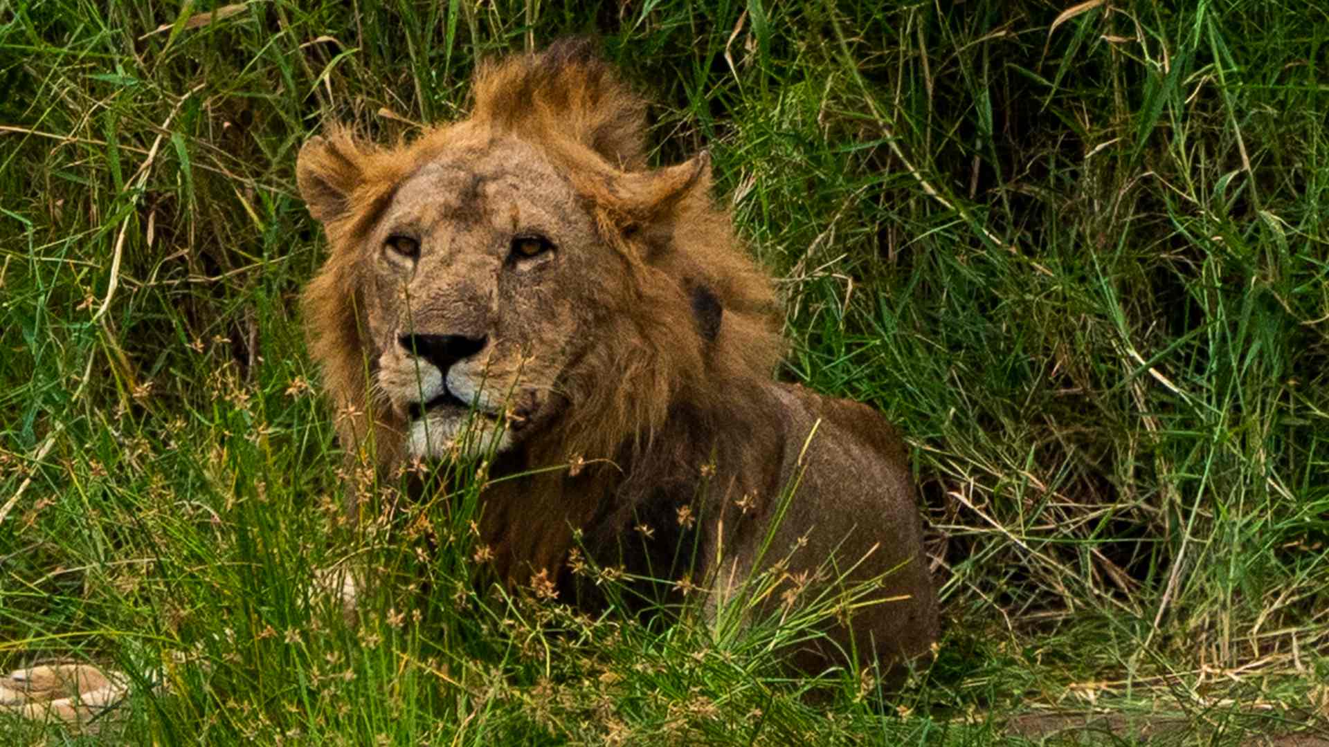Mate un león y llévese otro gratis: así es el Black Friday de la caza furtiva en África