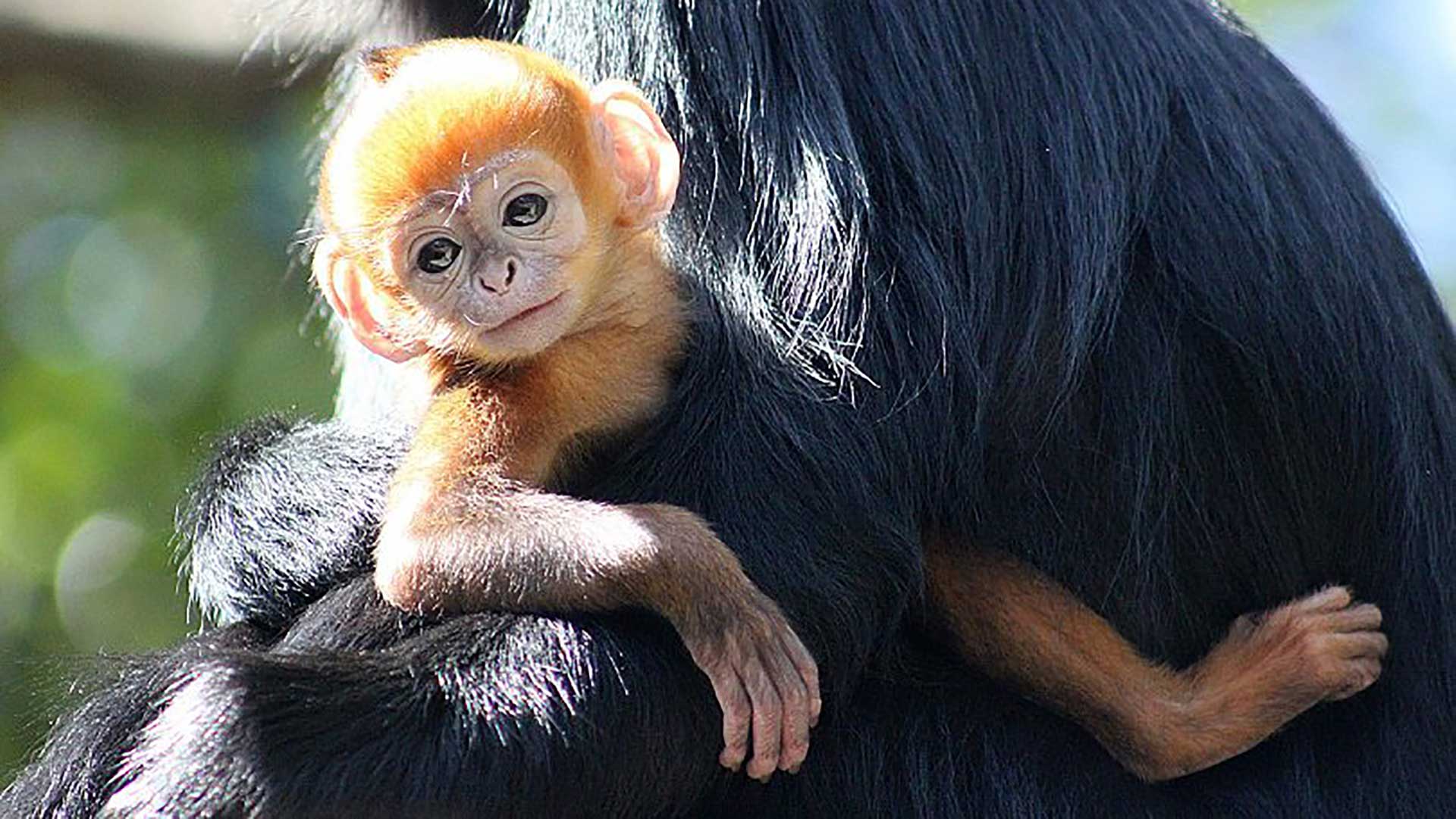 Un mono «increíblemente raro» nace en un zoo de Australia