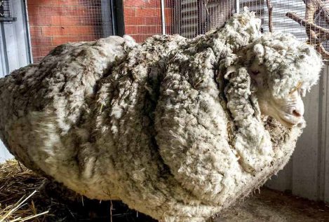 Muere Chris, la oveja con la lana más pesada del mundo