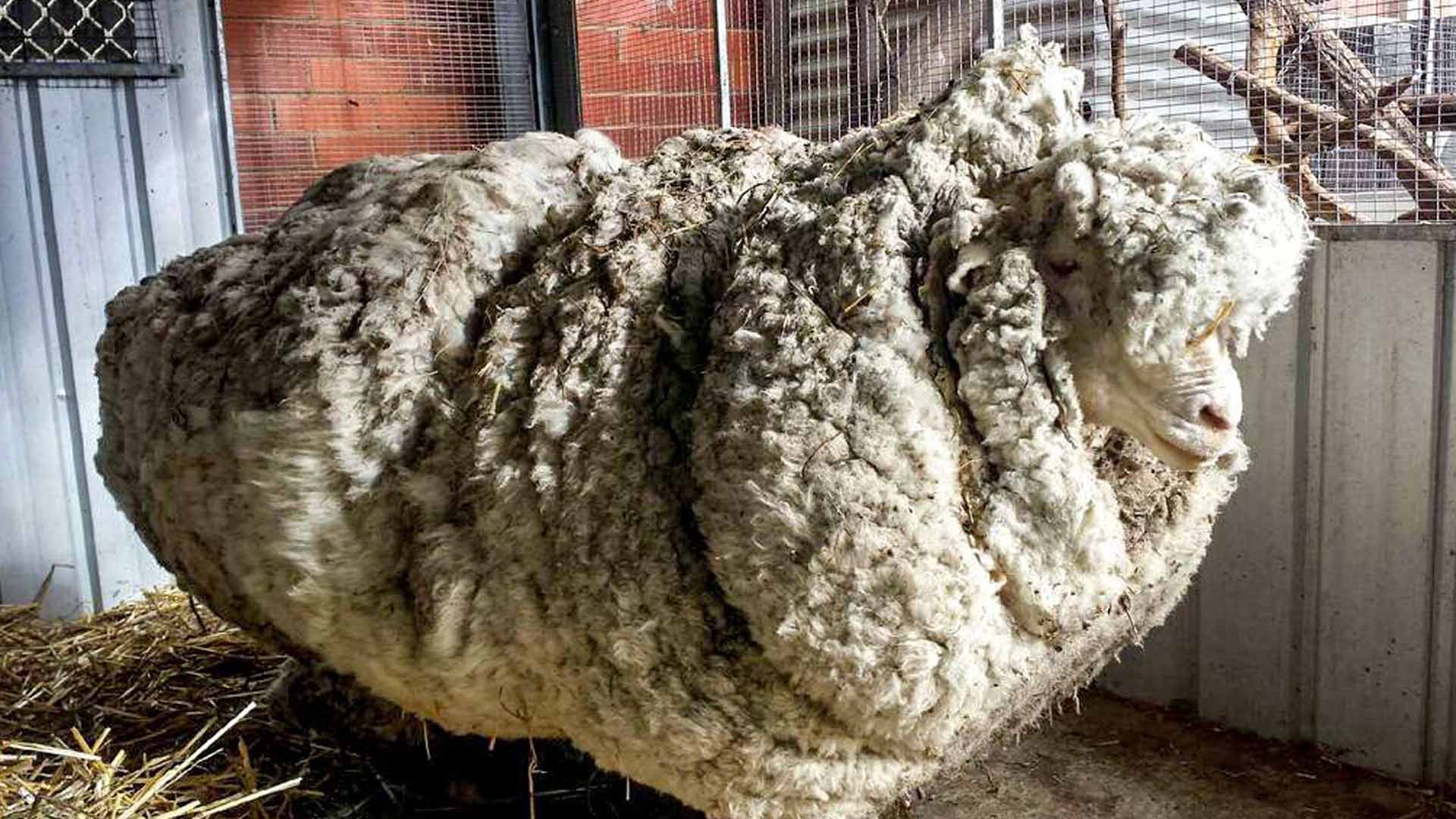 Muere Chris, la oveja con la lana más pesada del mundo