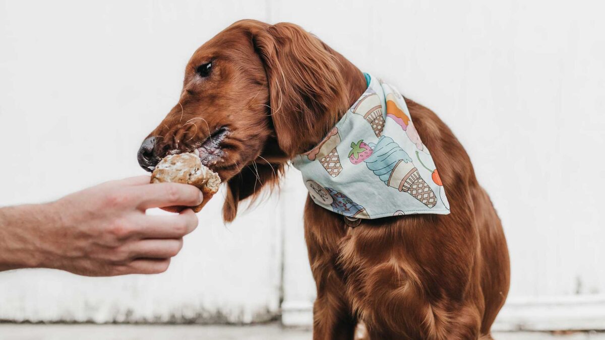 Perros celíacos: síntomas y tratamiento