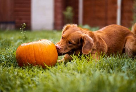 ¿Pueden los perros comer calabaza?