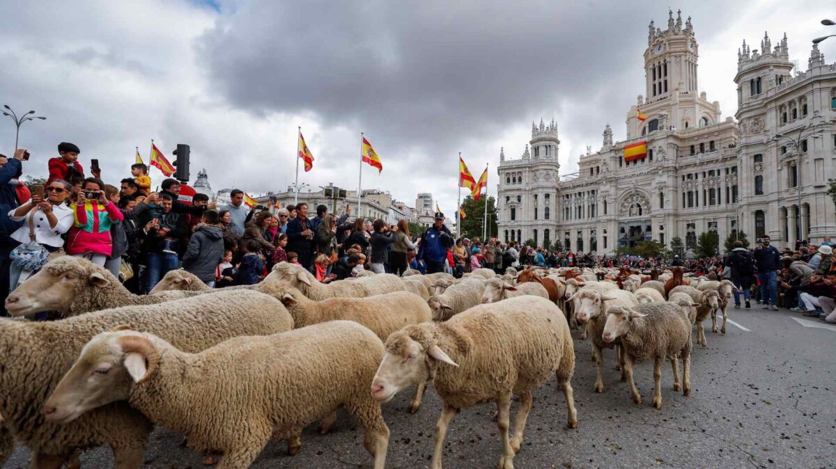 Los agricultores del 6-F cambian de estrategia: suelta de ovejas y manifestaciones en Madrid