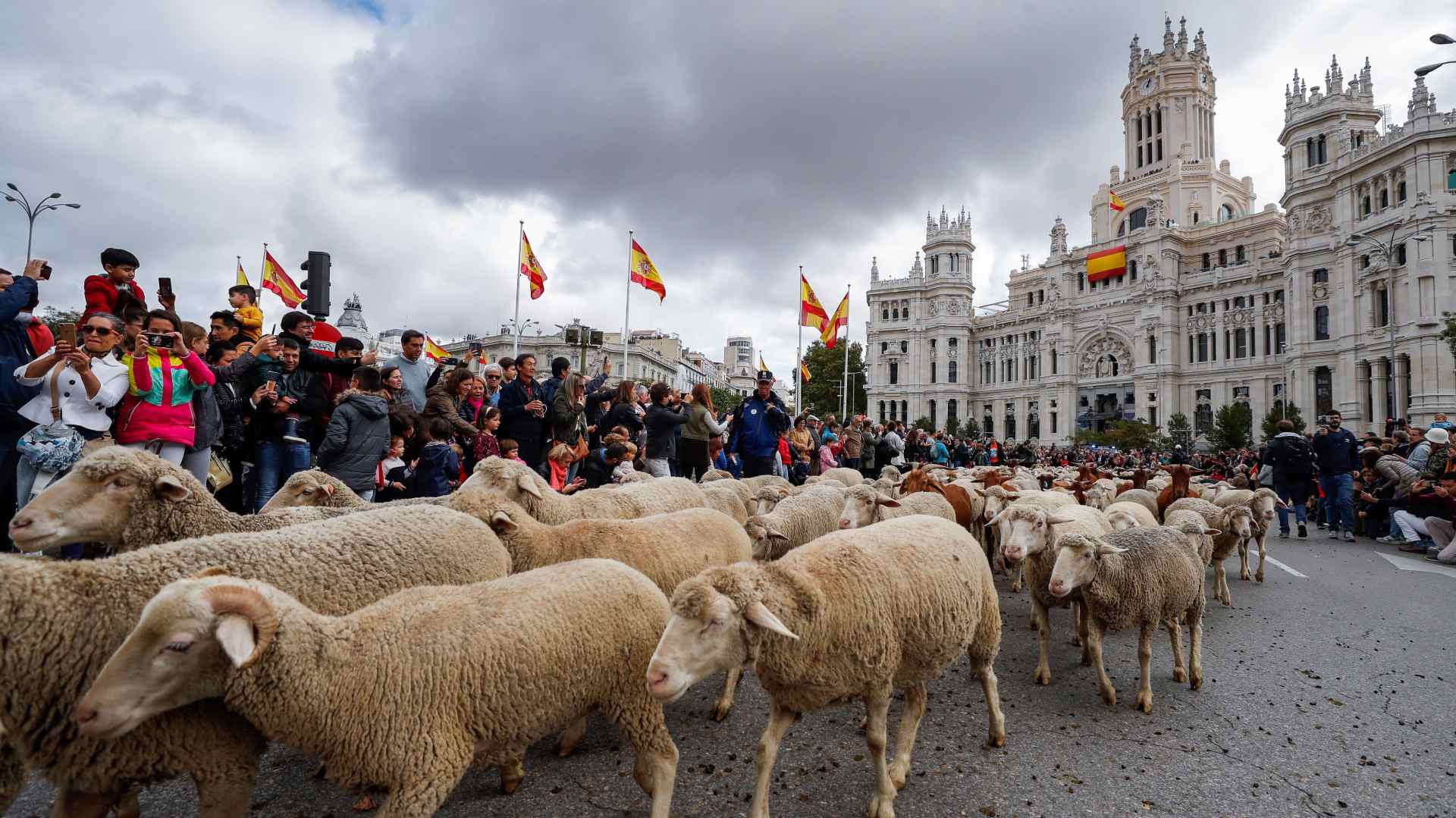 Unas 2.000 ovejas cruzan Madrid en la Trashumancia