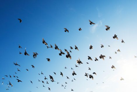 El pensamiento como bandadas de pájaros