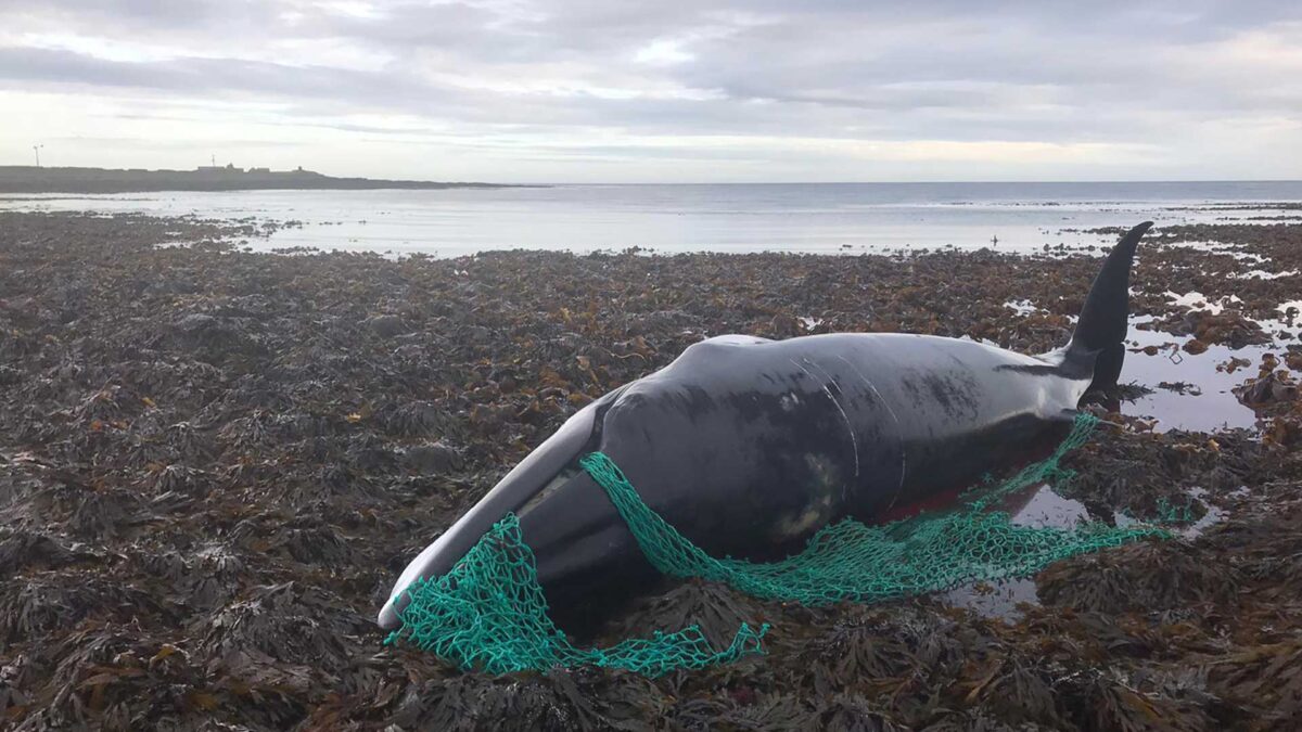 Muere una ballena embarazada tras quedar atrapada en una red de pesca abandonada