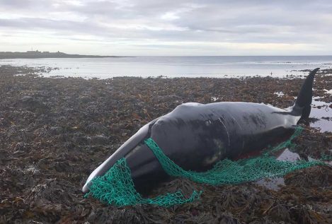 Muere una ballena embarazada tras quedar atrapada en una red de pesca abandonada