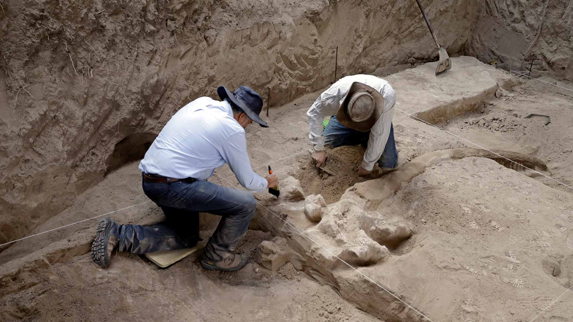 Una familia encuentra en México huesos y colmillos de un mastodonte de hace 10.000 años