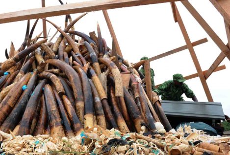Rusia arma a Gabón para acabar con los cazadores furtivos de elefantes