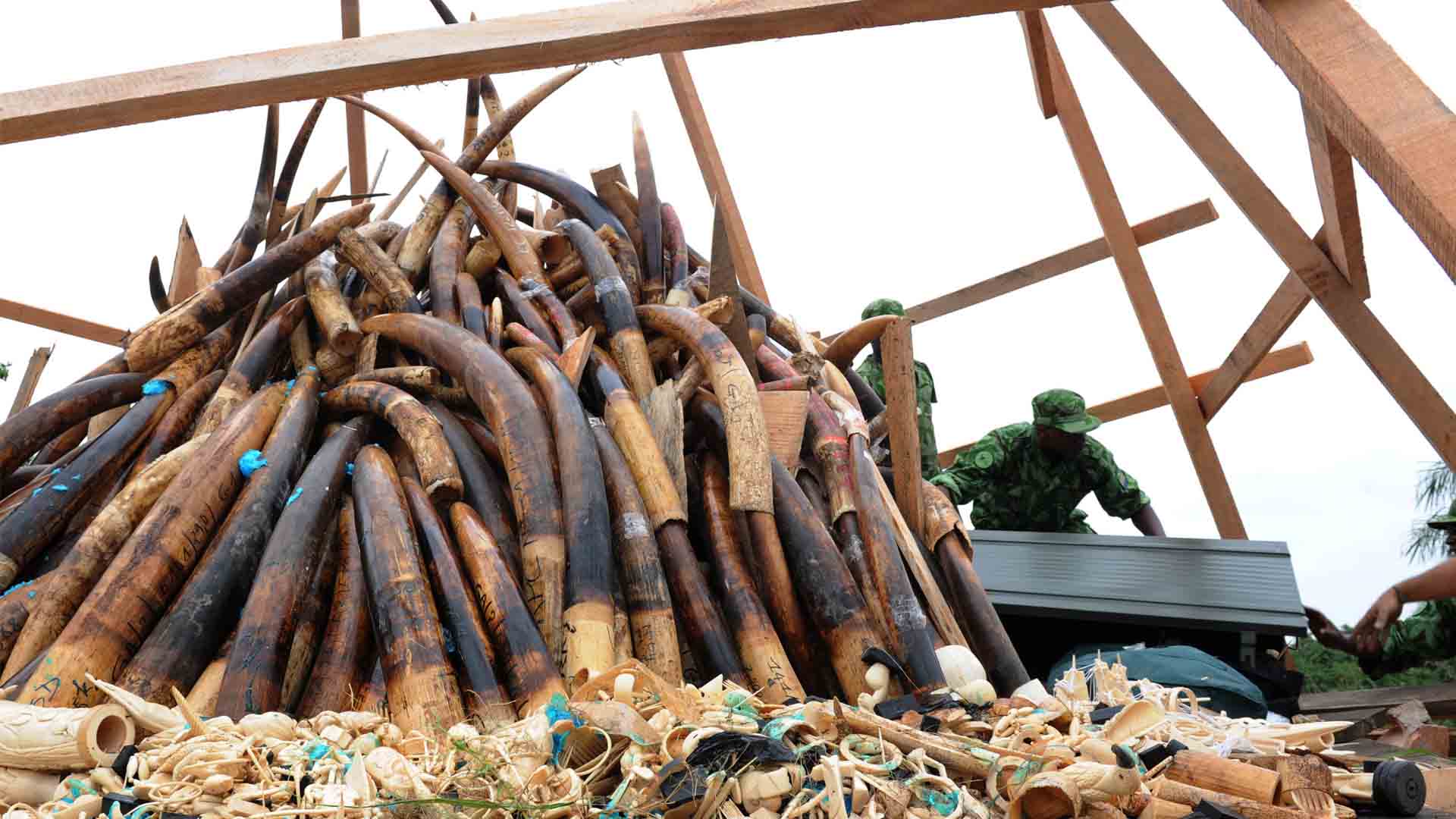 Rusia arma a Gabón para acabar con los cazadores furtivos de elefantes