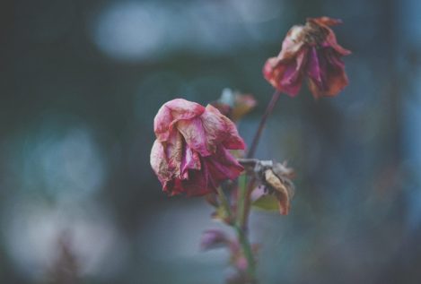 Así funciona la memoria de las plantas
