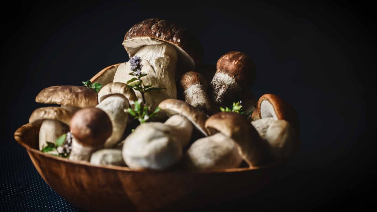 Boletus edulis, el gran hongo al que llamamos en latín