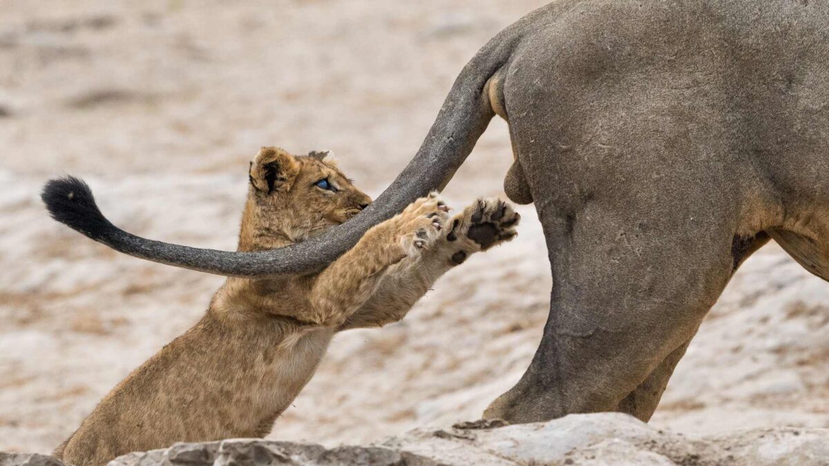 «Agarra la vida por los…», fotografía ganadora de los Comedy Wildlife Photography Awards 2019