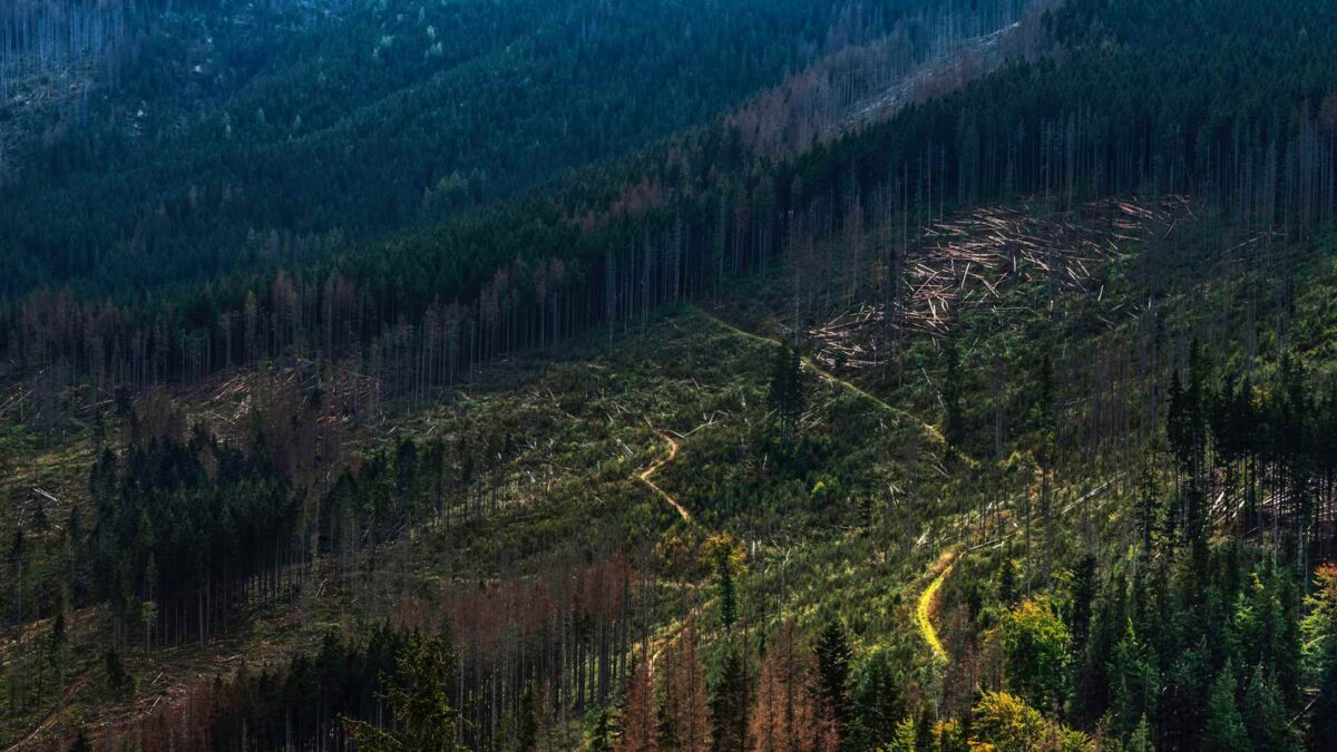 Reforestaciones en España: buenos (y no tan buenos) ejemplos