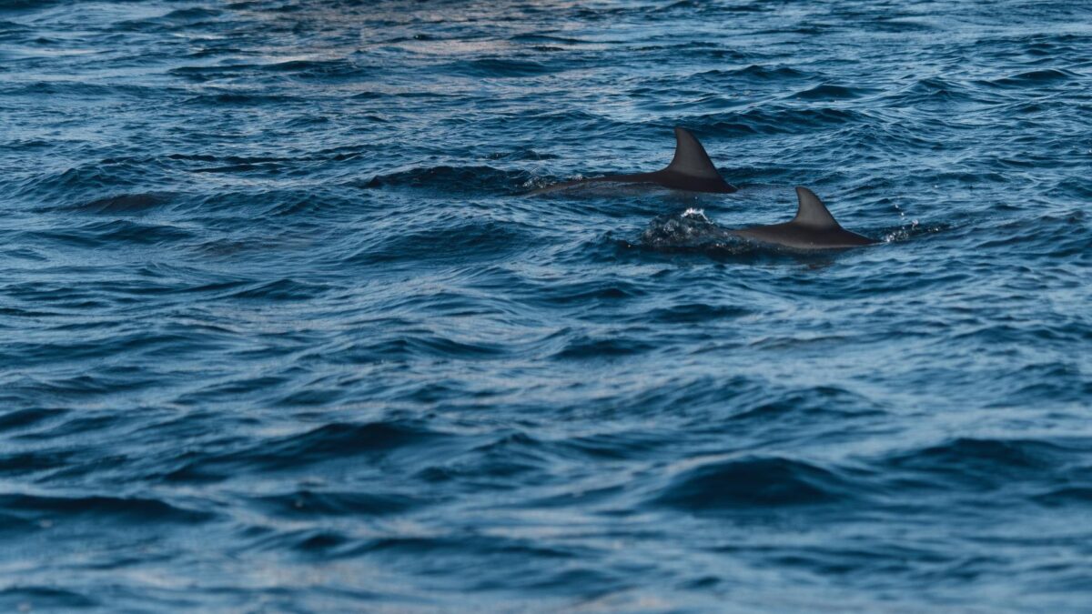 Un dron capta por primera vez una sangrienta matanza de delfines