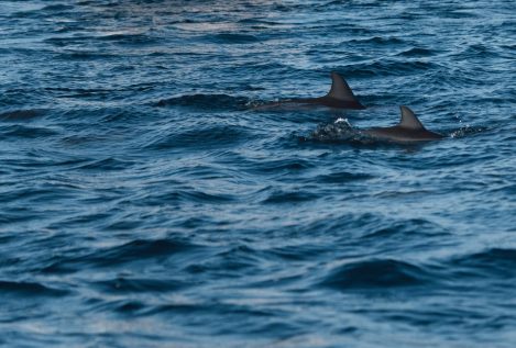 Un dron capta por primera vez una sangrienta matanza de delfines