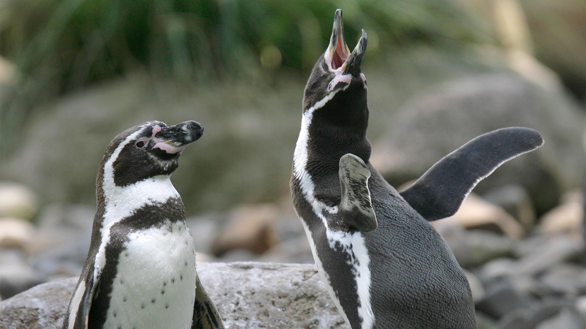 Una pareja gay de pingüinos le roba el huevo a otra para poder ser padres