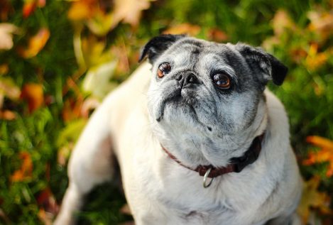 5 consejos para mejorar la calidad de vida de tu perro anciano
