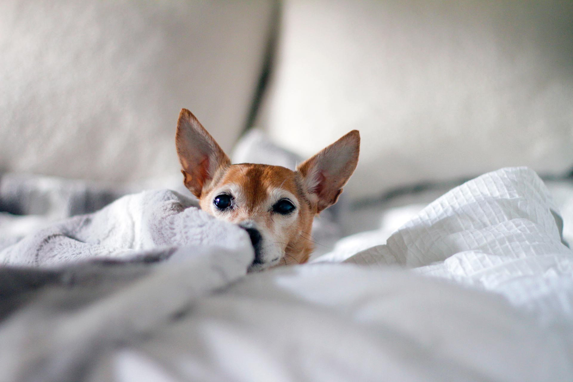 La importancia de la cama para tu perro: consejos para que la use