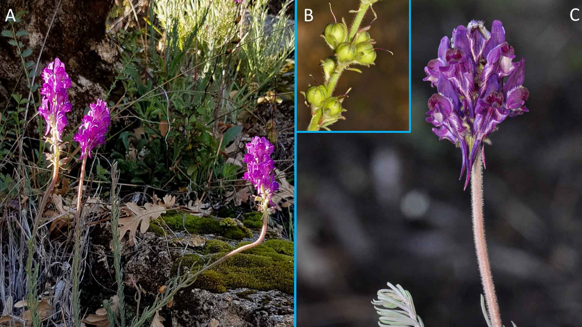 Los botánicos españoles descubrieron 20 nuevas especies de plantas durante 2019