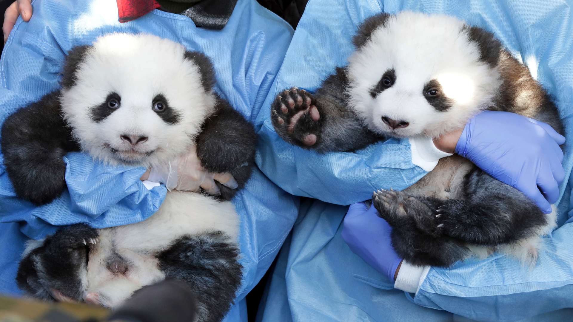 Meng Yuang y Meng Xiang, los nuevos osos panda gemelos del zoo de Berlín